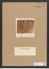 Diatomeae indet. Zeichnungen Sammlung Grunow Nr. 3809 (NHMW-BOT-W0371488)